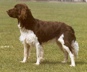 Kleiner Münsterländer Hunde Foto 301 Kleiner Münsterländer