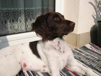 Kleiner Münsterländer Hunde Foto 473 Kleiner Münsterländer Nina