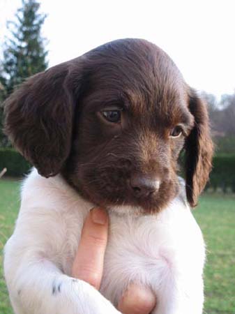 Kleiner Münsterländer Hunde Foto 474 Kleiner Münsterländer Nina