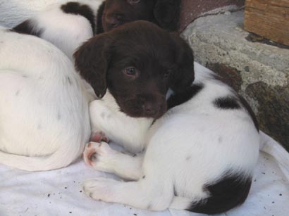 Kleiner Münsterländer Hunde Foto 475 Kleiner Münsterländer Nina