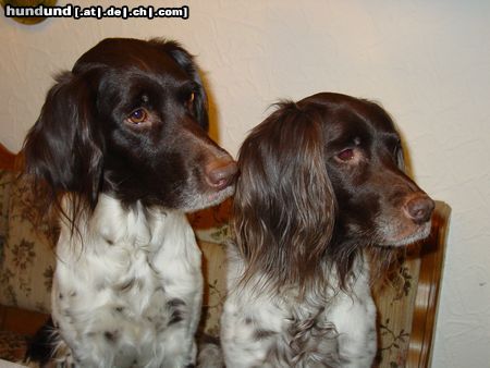 Kleiner Münsterländer Hunde Foto 6393 Kleiner Münsterländer Lea & Sheila