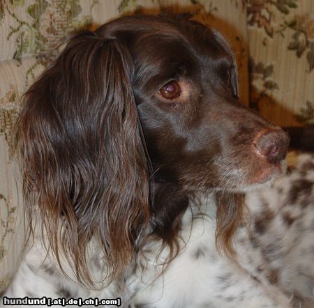 Kleiner Münsterländer Hunde Foto 6392 Kleiner Münsterländer Sheila 12 Jahre