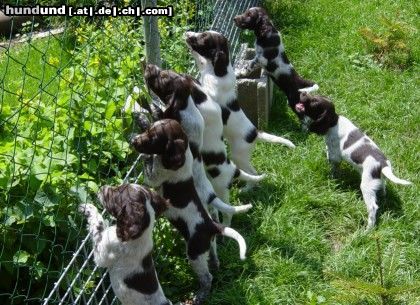 Kleiner Münsterländer Hunde Foto 16447 in höherer Auflösung ansehen Kleiner Münsterländer Anka's B-Wurf