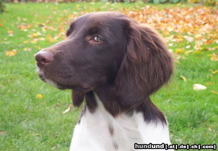 Kleiner Münsterländer Hunde Foto 16569 in höherer Auflösung ansehen Kleiner Münsterländer Hey, iss was?
