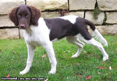 Kleiner Münsterländer Hunde Foto 16570 in höherer Auflösung ansehen Kleiner Münsterländer