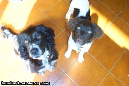 Kleiner Münsterländer Hunde Foto 16571 Kleiner Münsterländer