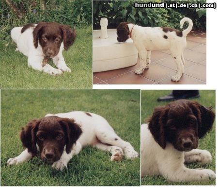 Kleiner Münsterländer Hunde Foto 20096 Kleiner Münsterländer Cora 8 Wochen