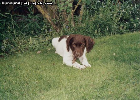 Kleiner Münsterländer Hunde Foto 20098 Kleiner Münsterländer Cora 8 Wochen