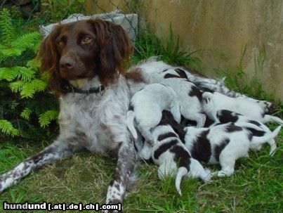 Kleiner Münsterländer Hunde Foto 16446 Kleiner Münsterländer Anka mit ihrem A-Wurf
