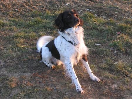 Kleiner Münsterländer Hunde Foto 29370 Kleiner Münsterländer Aratx
