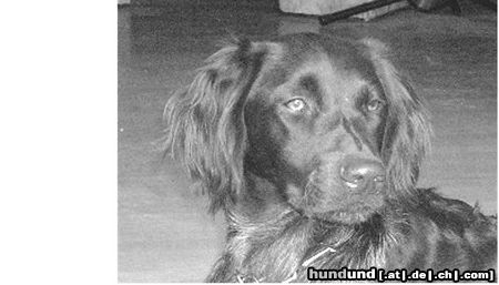 Kleiner Münsterländer Hunde Foto 22319 in höherer Auflösung ansehen Kleiner Münsterländer Jule