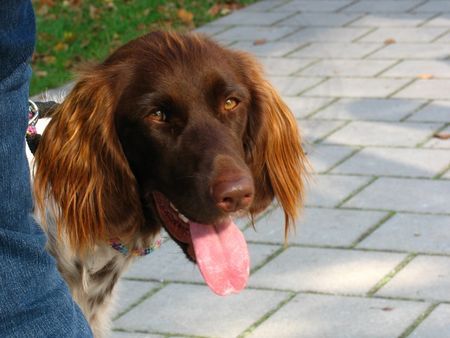 Kleiner Münsterländer Hunde Foto 35421 in höherer Auflösung ansehen Kleiner Münsterländer Ayla - die Jugendsiegerin SG1, na klar
