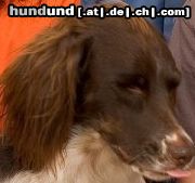 Kleiner Münsterländer Hunde Foto 19572 in höherer Auflösung ansehen Kleiner Münsterländer Sehr Frech