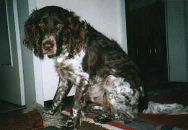 Kleiner Münsterländer Hunde Foto 1772 Kleiner Münsterländer Mein allerliebster Sisco