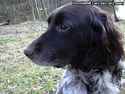 Kleiner Münsterländer Hunde Foto 10599 Kleiner Münsterländer Bine