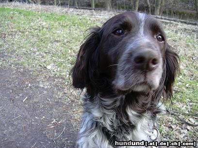 Kleiner Münsterländer Hunde Foto 5301 Kleiner Münsterländer Das ist Bine