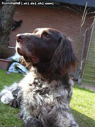 Kleiner Münsterländer Hunde Foto 5300 Kleiner Münsterländer Das ist Bine