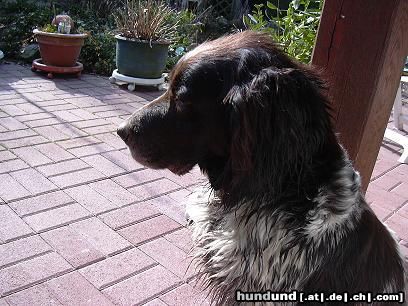 Kleiner Münsterländer Hunde Foto 10598 Kleiner Münsterländer Bine