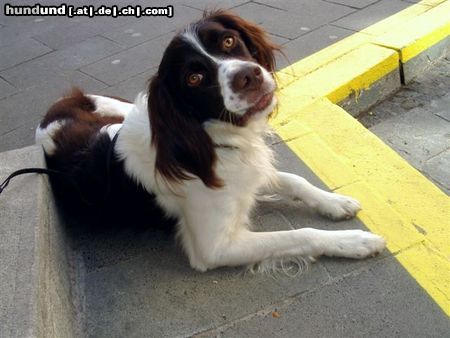 Kleiner Münsterländer Moritz der Fröhliche