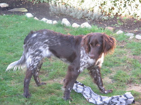 Kleiner Münsterländer Hunde Foto 36455 Kleiner Münsterländer Das ist Aron, den ich im Juli 2006, von Herrn Bertram (Zwinger vom Auberg) gekauft habe. Ein wunderschönes Tier, das mir sehr viel Freude bereitet.