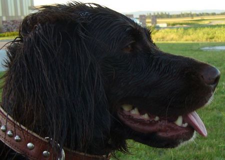Kleiner Münsterländer Hunde Foto 38918 Kleiner Münsterländer Mona n. dem Bad