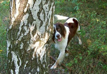 Kleiner Münsterländer Hunde Foto 37189 in höherer Auflösung ansehen Kleiner Münsterländer Stöbern