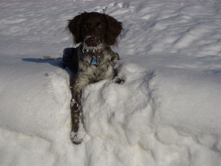 Kleiner Münsterländer Hunde Foto 36112 in höherer Auflösung ansehen Kleiner Münsterländer Debbie im Schnee