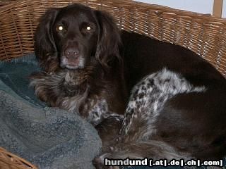 Kleiner Münsterländer Hunde Foto 8761 Kleiner Münsterländer