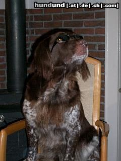 Kleiner Münsterländer Hunde Foto 9969 Kleiner Münsterländer Ich bin so geblendet......