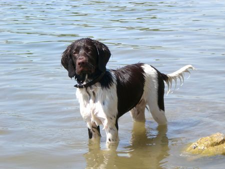 Kleiner Münsterländer Hunde Foto 42912 in höherer Auflösung ansehen Kleiner Münsterländer