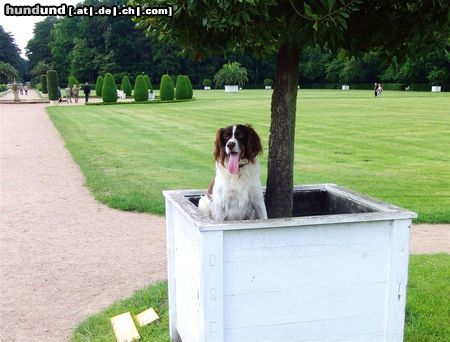 Kleiner Münsterländer Wo Münstis im Kübel wachsen