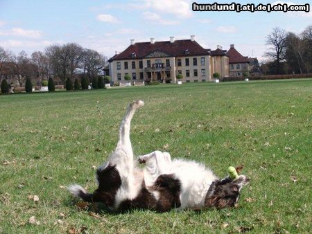 Kleiner Münsterländer Frühlingsgefühle