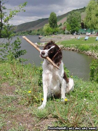 Kleiner Münsterländer Am Main