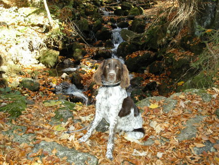 Kleiner Münsterländer Hunde Foto 30753 Kleiner Münsterländer Quino