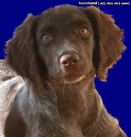 Kleiner Münsterländer Hunde Foto 2749 Kleiner Münsterländer Choice mit 15 Wochen
