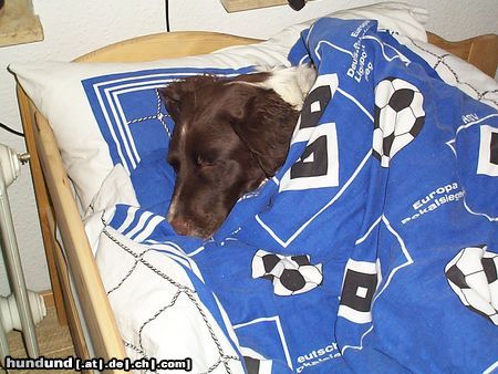 Kleiner Münsterländer Hunde Foto 23984 in höherer Auflösung ansehen Kleiner Münsterländer Astin ist müde und mit HSV schläft es sich doch am besten! :-)