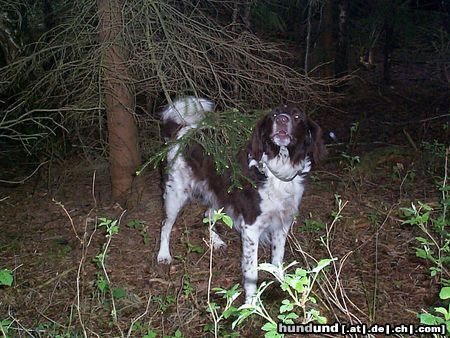 Kleiner Münsterländer Hunde Foto 23985 in höherer Auflösung ansehen Kleiner Münsterländer Astin im Wald