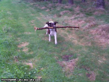 Kleiner Münsterländer Hunde Foto 23982 in höherer Auflösung ansehen Kleiner Münsterländer Astin (