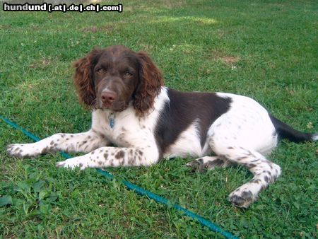 Kleiner Münsterländer Hunde Foto 24128 in höherer Auflösung ansehen Kleiner Münsterländer