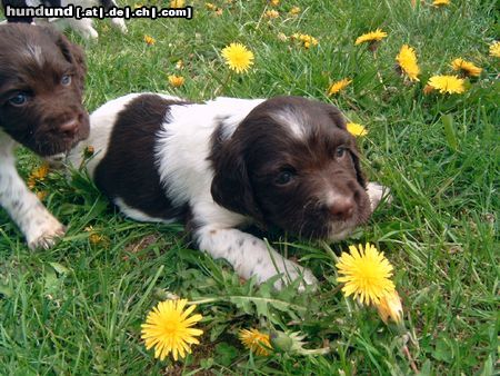 Kleiner Münsterländer Hunde Foto 21510 in höherer Auflösung ansehen Kleiner Münsterländer Emma 5 Wochen