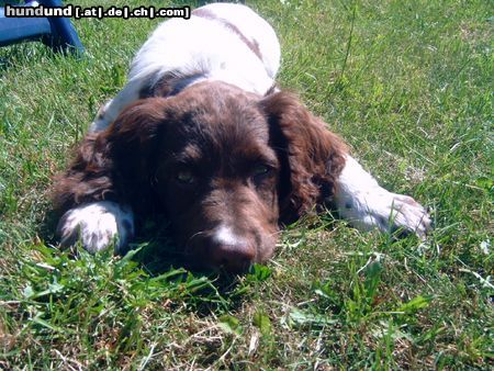 Kleiner Münsterländer Hunde Foto 24129 in höherer Auflösung ansehen Kleiner Münsterländer Emma