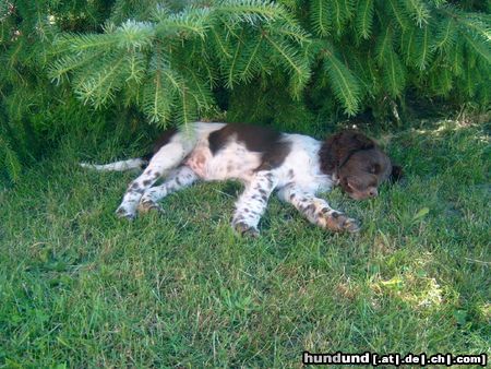 Kleiner Münsterländer Hunde Foto 23729 in höherer Auflösung ansehen Kleiner Münsterländer Emma