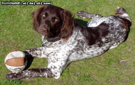 Kleiner Münsterländer Hunde Foto 10666 Kleiner Münsterländer Geschafft