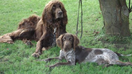 Kleiner Münsterländer Hunde Foto 36012 in höherer Auflösung ansehen Kleiner Münsterländer Der 9 jährige DL Rüde Quincy mit dem 6 Monate alten KLM Rüden Barko