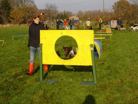 Kleiner Münsterländer Hunde Foto 36294 in höherer Auflösung ansehen Kleiner Münsterländer Paula in Aktion