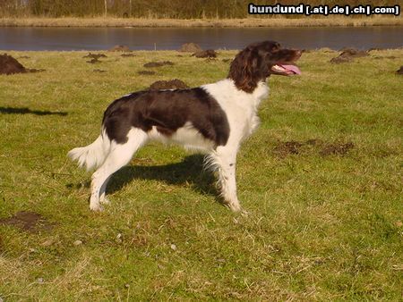 Kleiner Münsterländer Hunde Foto 6635 Kleiner Münsterländer Ceska od Lovky Weltsieger FCI 2003