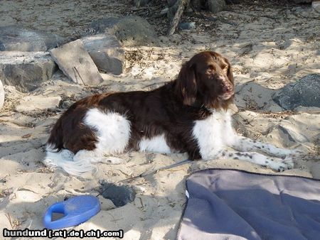 Kleiner Münsterländer Hunde Foto 4603 Kleiner Münsterländer Das ist Jango und er ist 7 Jahre alt!