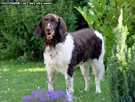 Kleiner Münsterländer Hunde Foto 4607 Kleiner Münsterländer Jango daheim!!!