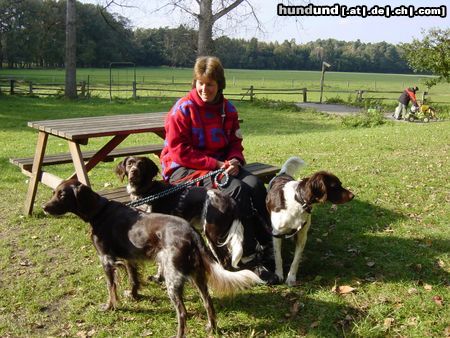 Kleiner Münsterländer Hunde Foto 2821 Kleiner Münsterländer unsere Meute