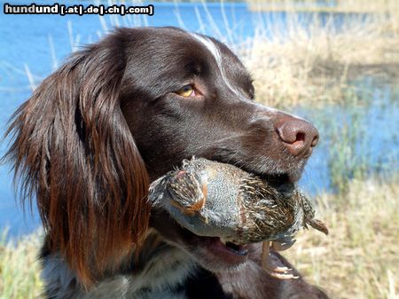 Kleiner Münsterländer Hunde Foto 5489 Kleiner Münsterländer Zacke aus Schweden, 2Jahre